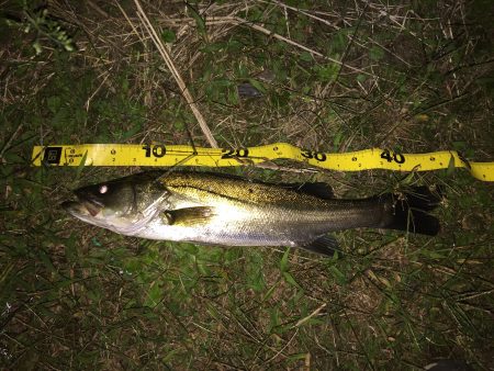 小さいながらもやっと１本